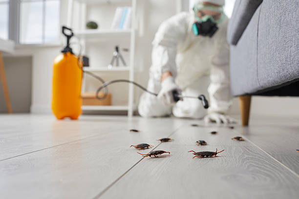 Commercial Rodent Management in Seminole